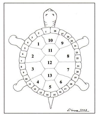 13-and-the-turtle