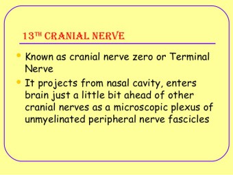 13th-cranial-nerve
